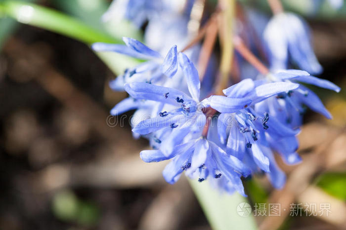 蓝铃状双叶兰植物,有花