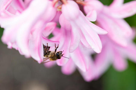 五颜六色的风信子风信子东方花与蜜蜂