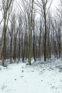 雪林中霜冻的冬季景观。 冬天的森林