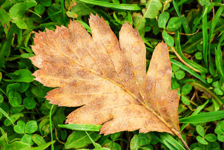 棕色的叶子躺在地上