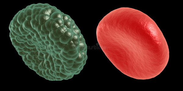绿色疾病和红细胞