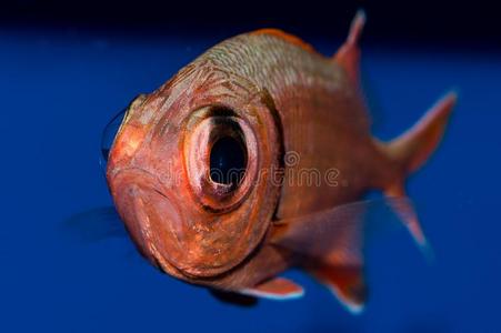 大眼睛黑条松鼠鱼照片