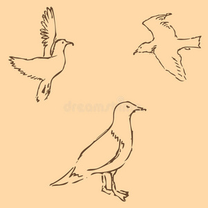绘画 涂鸦 海鸥 飞行 收集 自由的 美丽的 动物 墨水