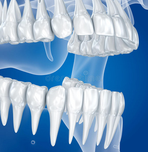 口香糖 插图 牙本质 正畸 卫生 咧嘴笑 牙龈 牙周病 义齿