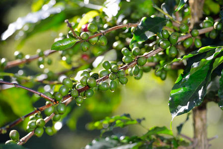 咖啡种植园里有咖啡豆的咖啡树