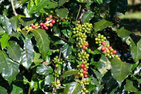咖啡种植园里有咖啡豆的咖啡树