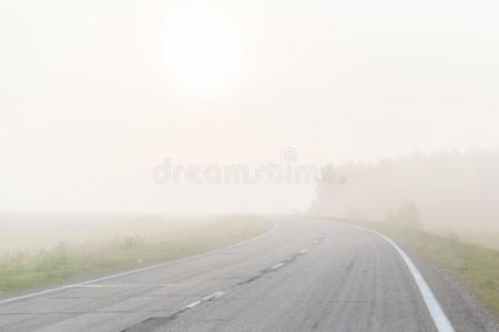 早晨 自然 危险的 环境 神秘的 森林 公司 薄雾 场景