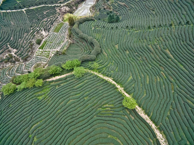 空中摄影山顶茶园景观