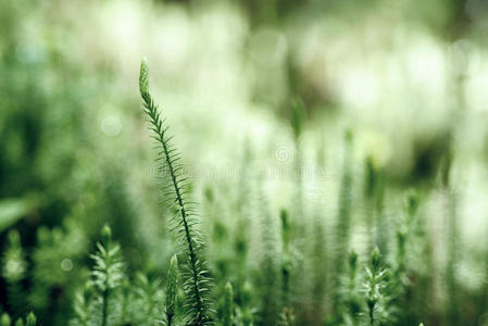 青苔背景