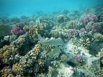 安提亚 自然 海洋 生态系统 生物学 风景 栖息地 夏威夷