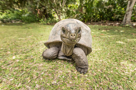 塞舌尔岛上的巨型奥达布拉龟。