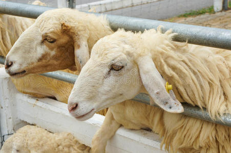 泰国 农事 羊毛 牲畜 兽群 哺乳动物 放牧 动物 牧场