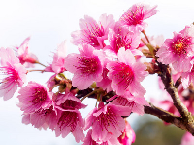 日本人 粉红色 樱花 季节 樱桃 开花 特写镜头 花的 春天