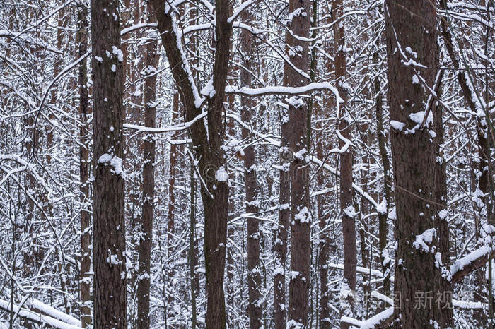 美女 仙女 季节 寒冷的 被雪覆盖 松木 场景 自然 气候