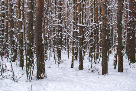 瀑布 分支 十二月 季节 地区 公园 人行道 俄罗斯 寒冷的