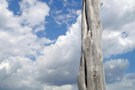 自然 公园 夏天 橡树 古老的 植物 天空 树干 森林 环境