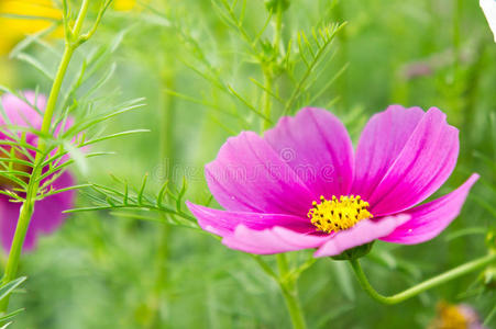 公园里有宇宙之花，花园里有美丽的粉红色花朵