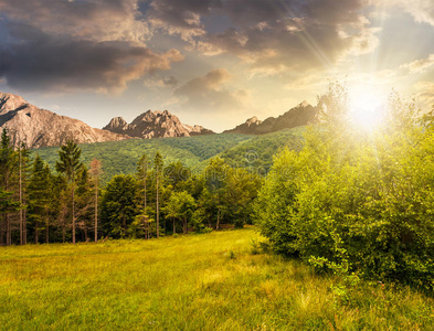 夏天 旅行 斜坡 云杉 小山 天空 草地 美丽的 日落 太阳