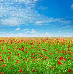草地 照片 美女 弗洛雷斯 草坪 美丽的 风景 云量 草药