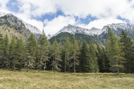 秋天 假期 全景图 环境 森林 生物圈 冒险 徒步旅行 土地