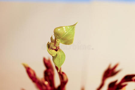 发芽 盛开 开花 分支 春天