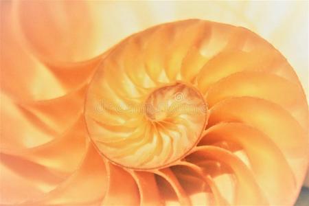 鹦鹉螺海壳截面中的Fibonacci图案