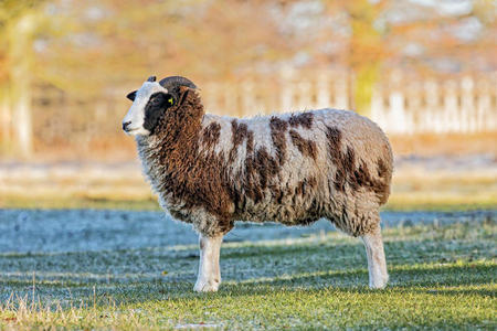 小尾巴冷羊图片