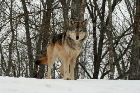 动物群 鼻子 狼狗 动物 明尼苏达州 站立 孤独的 自然