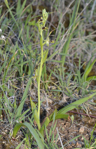 阿芙罗狄蒂 蜜蜂 阿卡马斯 野花 地中海 地方病 肖像 植物区系