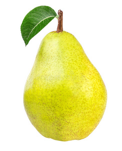 梨科白底梨照片