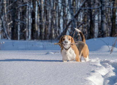 比格犬在雪地里奔跑