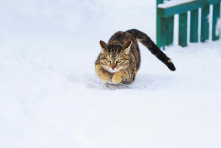 可爱的Tabb小猫在白雪上跳跃