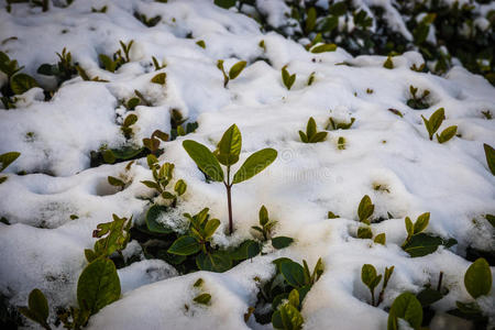 雪中的灌木丛雅典的雪罕见而独特的事件