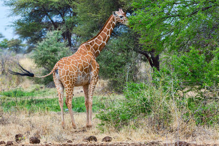 长颈鹿 保护 放牧 非洲 地平线 觅食 栖息地 食草动物