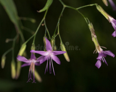 自然 草地 法国 特写镜头 南方 植物学家 植物 夏天 森林