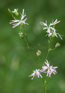 自然 植物学家 法国 夏天 南方 森林 雌蕊 花瓣 草地