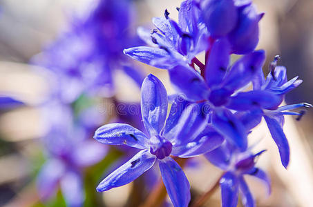 美丽的 紫色 花园 蓝铃 成长 草地 森林 植物区系 开花