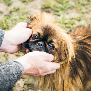 美好的 信心 仁慈 宠物 枪口 动物 犬科动物 特写镜头