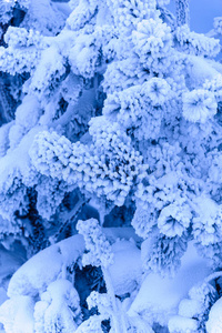 冒险 环境 雾凇 寒冷的 自然 松木 十二月 冻结 气候