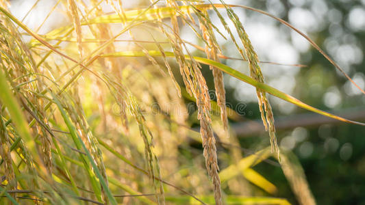 稻谷 自然 植物区系 作物 秋天 农场 分支 泰国 农业