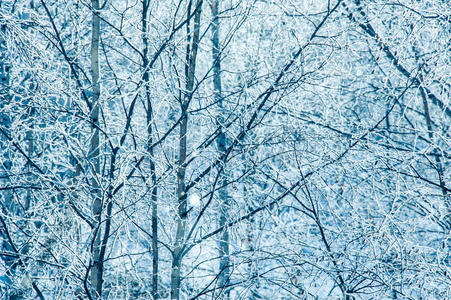 松木 场景 一月 寒冷的 天空 霍尔 十二月 冒险 环境