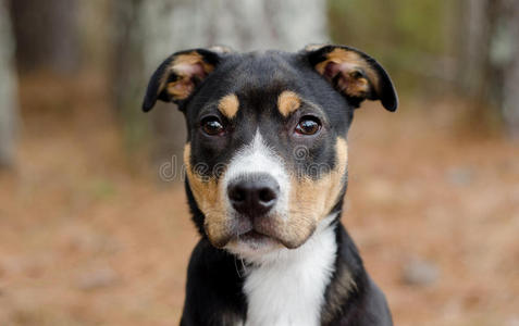 猎犬比利牛斯混合犬比格狐狸猎犬混合品种猎狗黑色背景上的金色螺旋