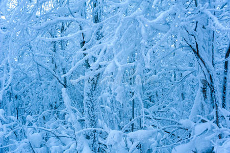 美丽的 十二月 冒险 自然 假日 冷杉 冻结 环境 分支