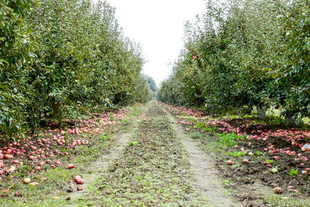 苹果园。一排排的树和树下的果实