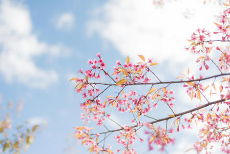 开花 植物 成长 生长 陶土 中国人 日本人 花瓣 植物区系