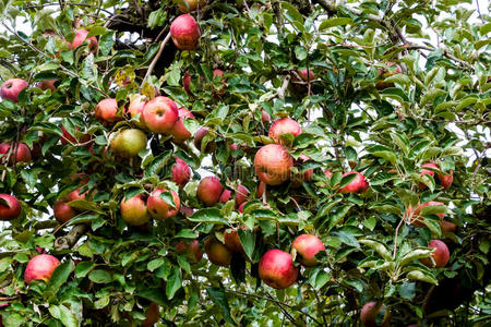 苹果园。一排排的树和树下的果实