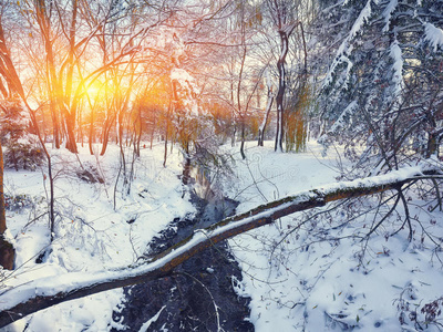 美丽的冬天日落，雪中有树