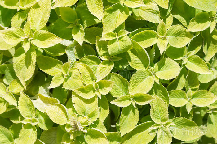 明亮的黄绿色叶子背景