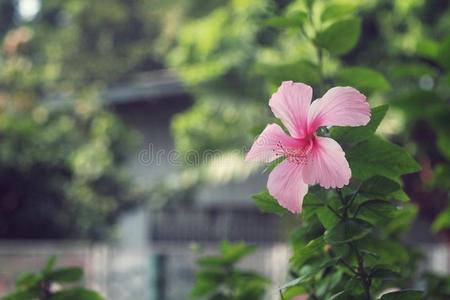 植物 特写镜头 植物区系 雄蕊 开花 春天 木槿 花的 花园