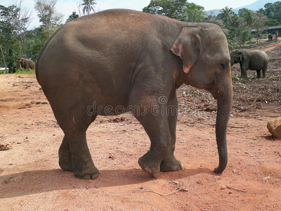 亚洲大象在自然栖息地。